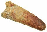 Fossil Spinosaurus Tooth - Feeding Worn Tip #298079-1